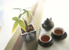 余秋雨：五大语法系统重构中国茶生产方式