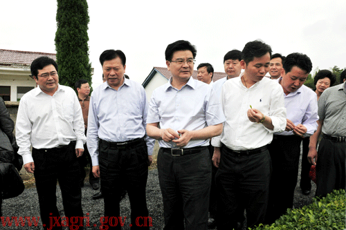 省政府副省长姚木根一行及与会代表们在修水县上杭标准茶园参观考察